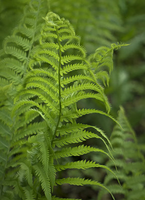 Fern