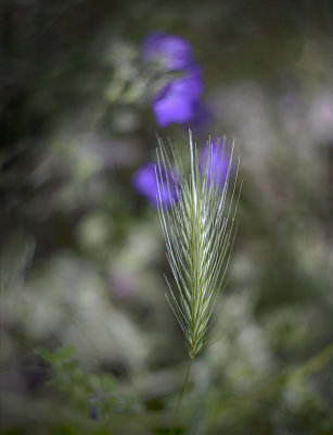 Grass Seedhead