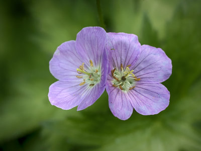 Geranium Blossoms