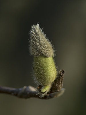 Magnolia Bud