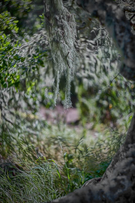 Hanging Lichen with Swirl Bokeh  - Oak Reserve - Los Osos, California