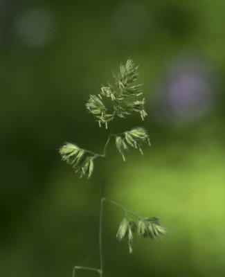 Grass Seed Head