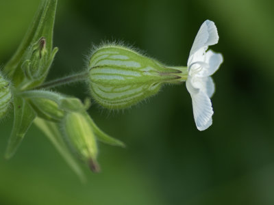 White Campion