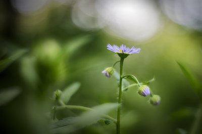 Eastern Daisy Fleabane