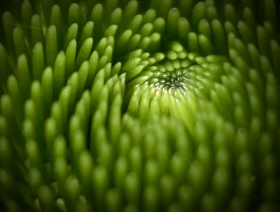 Purple Coneflower Bud