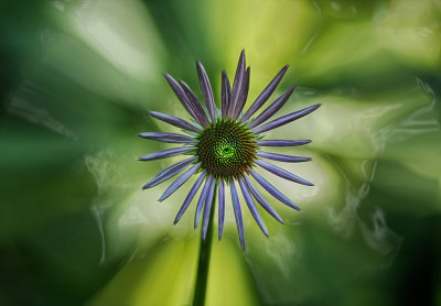 Purple Cone Flower