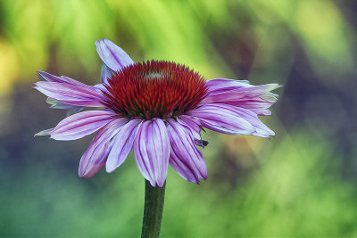 Purple Cone Flower