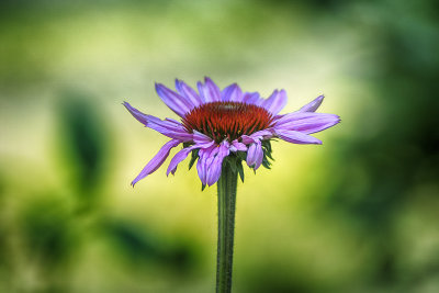 Purple Cone Flower