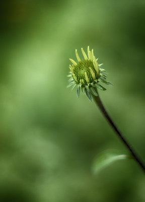 Purple Coneflower