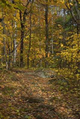 Fall Color - Magney-Snively Natural Area - Minnesota