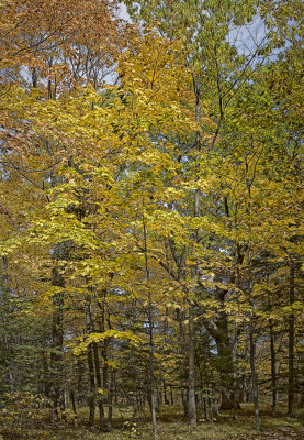 Fall Color -  Magney-Snively Natural Area - Minnesota