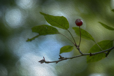 Crab Apple