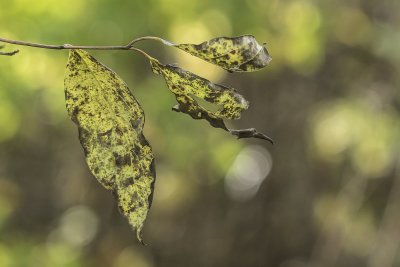 Fall Decay