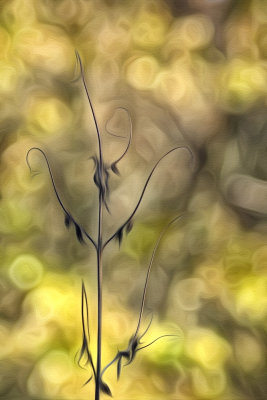 Ragweed Remains