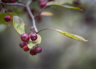 Crab Apple