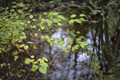 Leaves Over Pond