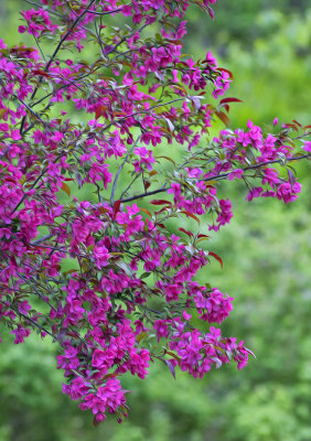 Crab Apple Blossoms