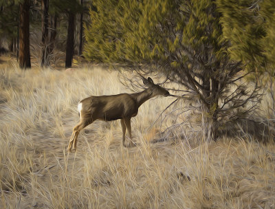 Deer Eating Needles