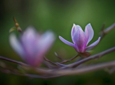 Magnolia Blossom