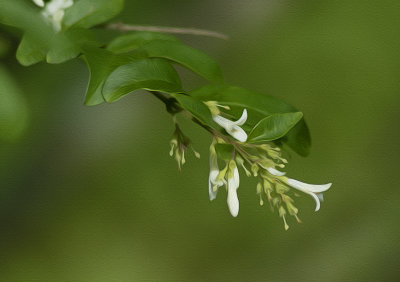 Shrub Blossom