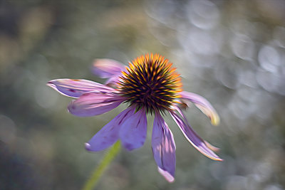 Purple Coneflower