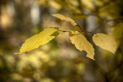 Leaves