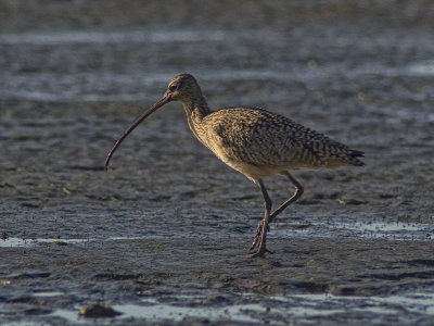 Curt the Curlew - A Daily Visitor