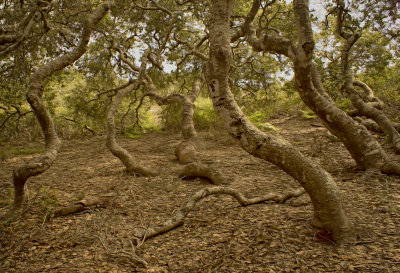 Pygmy Oaks