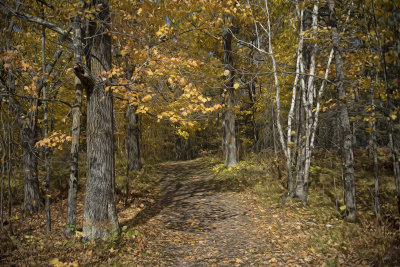 Fall Color - Minnesota