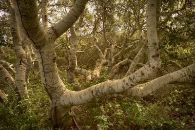 Pygmy Oaks