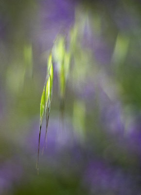 Grass Seed Head