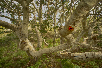 Pygmy Oaks