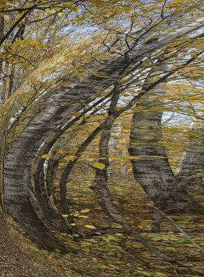 Wind
