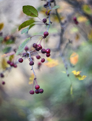 Crab Apples