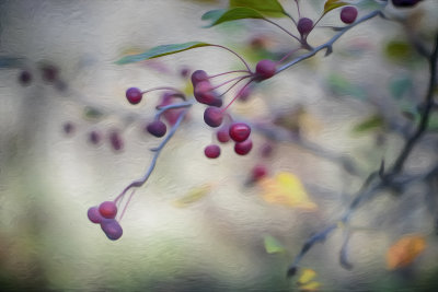 Crab Apples