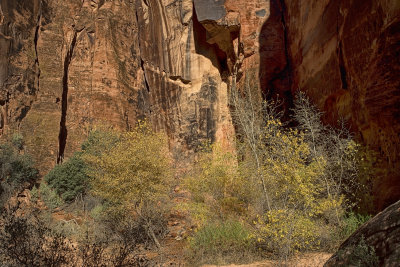 Willows and Poplar - Johnson Canyon -Snow Canyon State Park - Utah