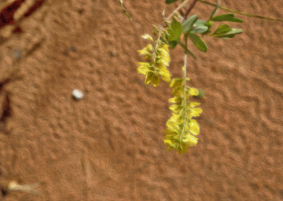 Yellow Desert Flowers