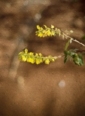 Yellow Desert Flowers