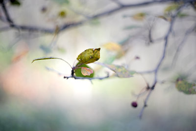 Crab Apple Leaf