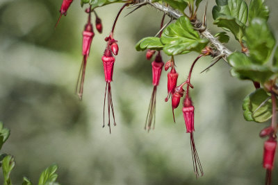 Fuchsia Colored Gooseberry