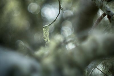 Lacy Lichen - Elfin Forest-Los Osos, California