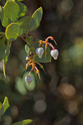 Manzanita Blossoms