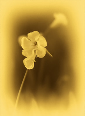 Oxalis