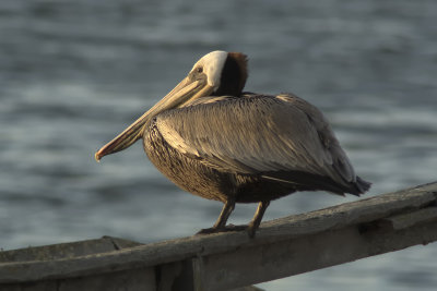Brown Pelican - Los Osos, California