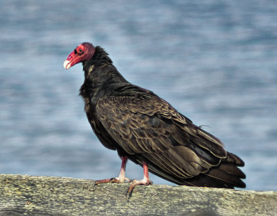 Turkey Vulture - Los Osos, California