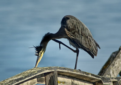 Blue Heron