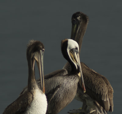 Pelican Trio