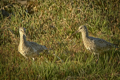 Marbled Godwit