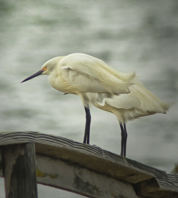 Egrets in the Wind