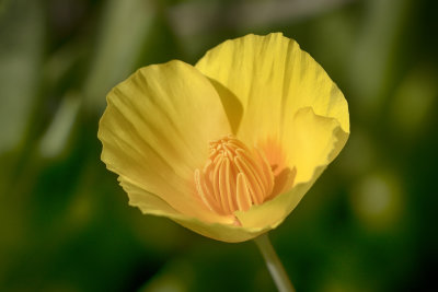 Yellow Poppy